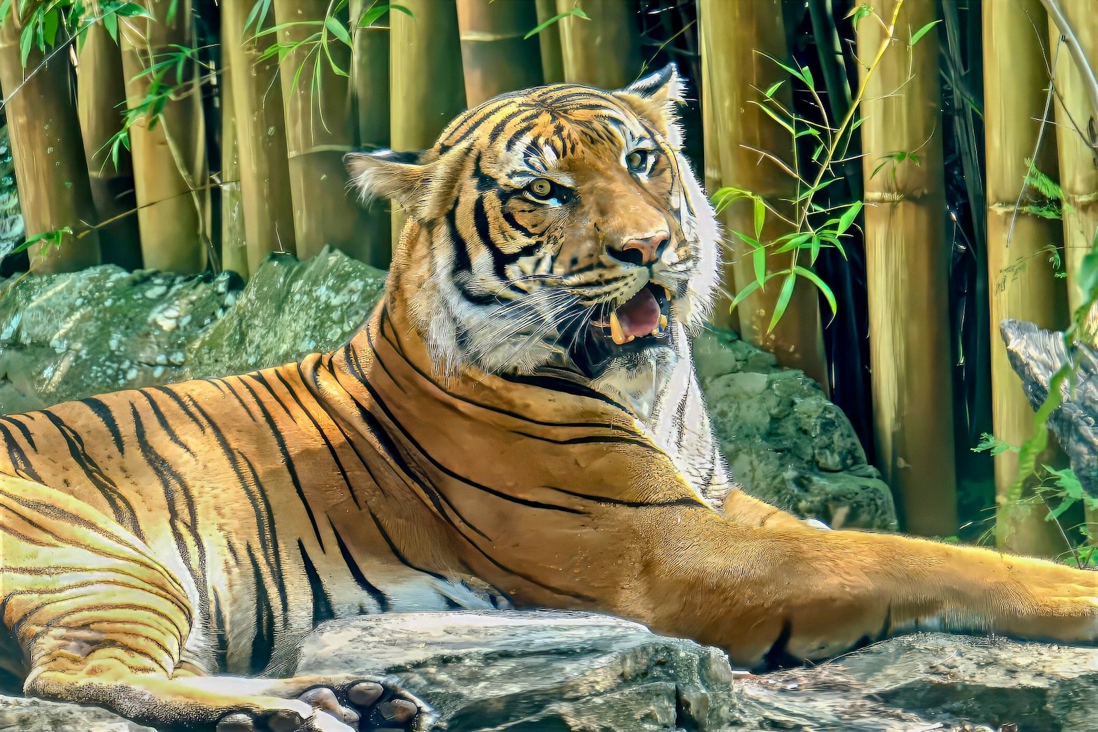 big cat habitat tiger