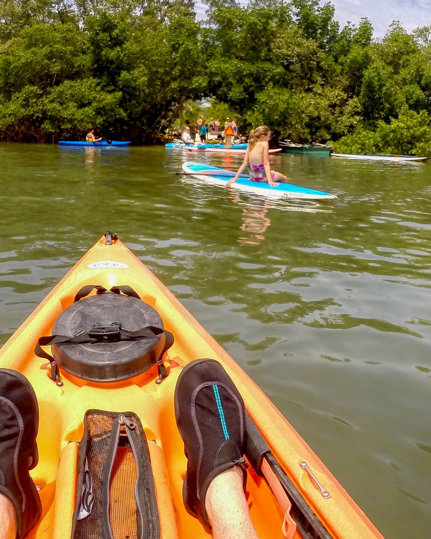kayaking Lido Mangroves