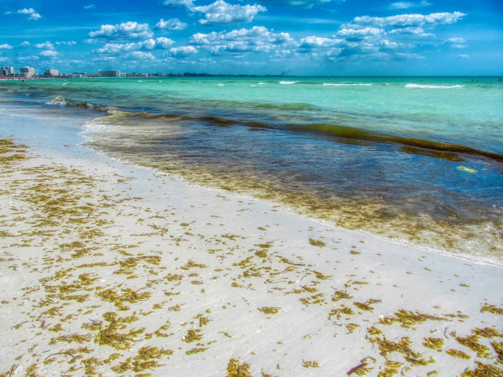 red tide sarasota