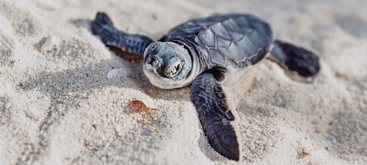 turtle siesta key beach
