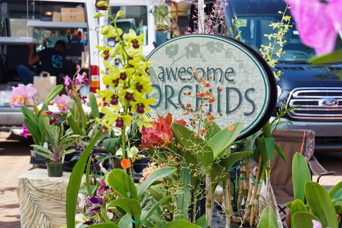 orchids