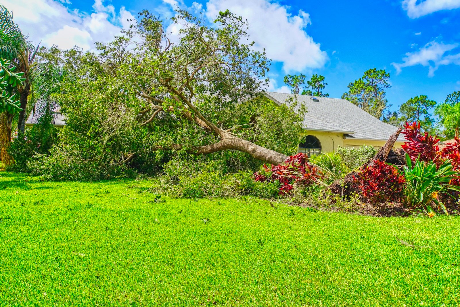Snapped tree limbs and storm debris in Sarasota neighborhood lawn after Hurricane Milton’s impact