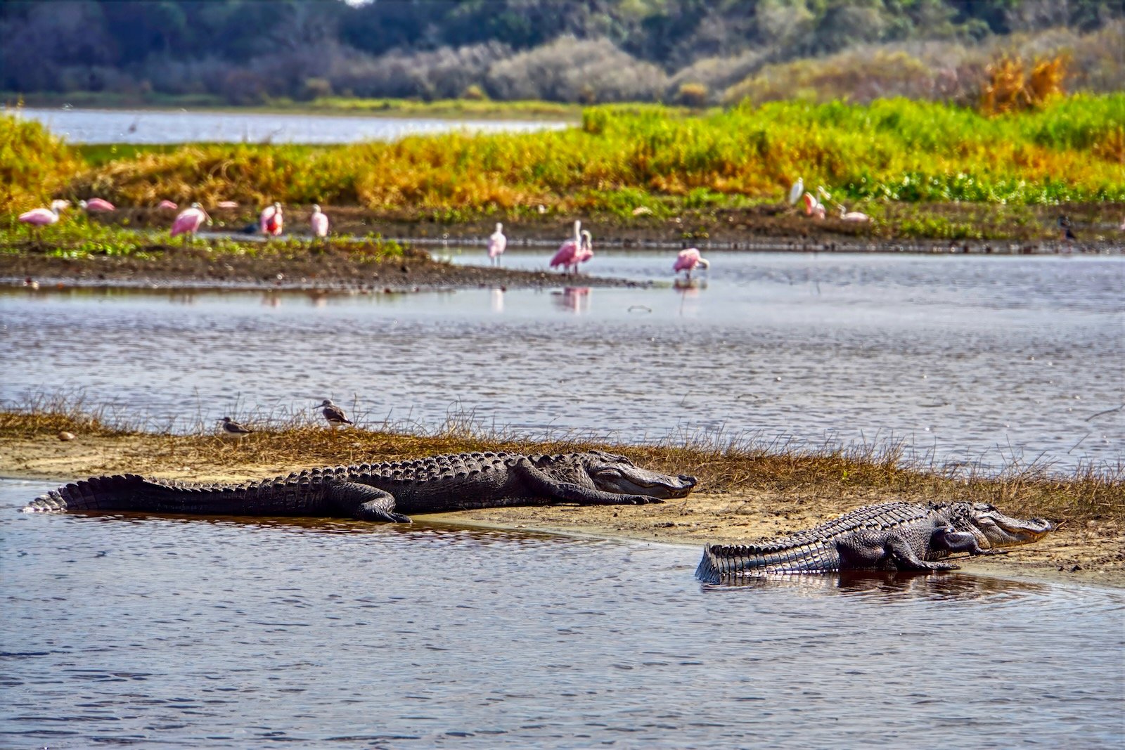 myakka state park