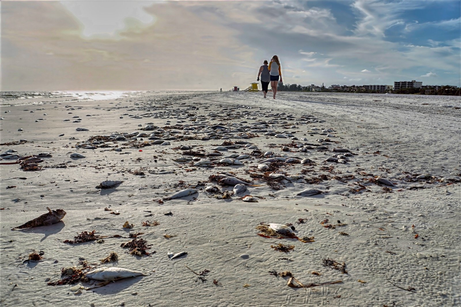 Person walking through decaying fish and seaweed on Sarasota beach