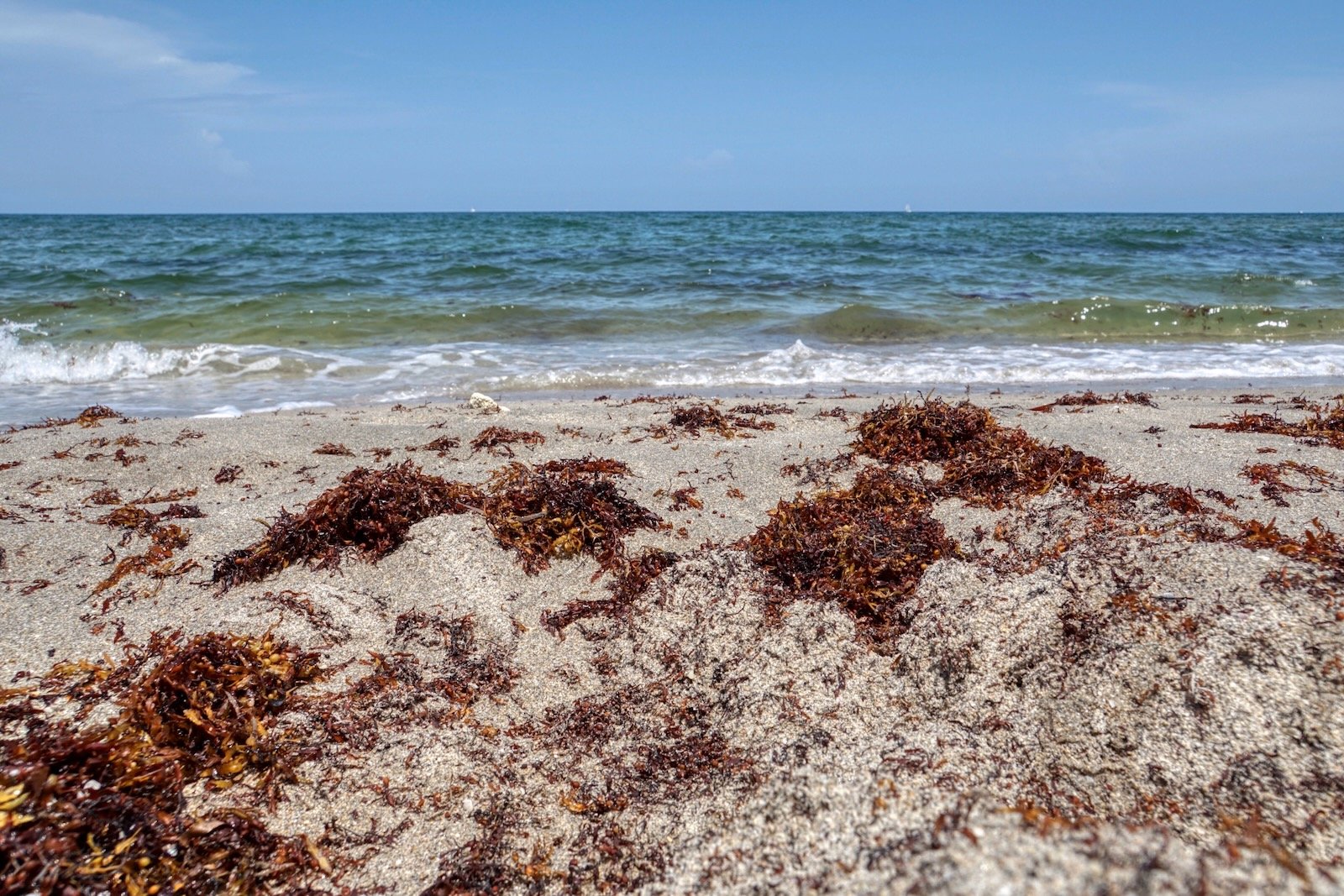Dark Gulf water & seaweed combine to challenge beach visits.
