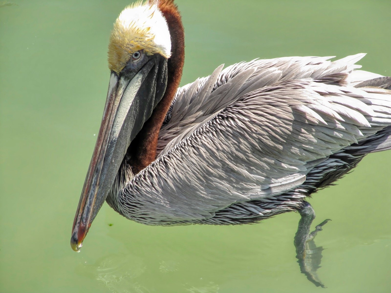 Fort Myers Beach green sludge Lake Okeechobee discharge