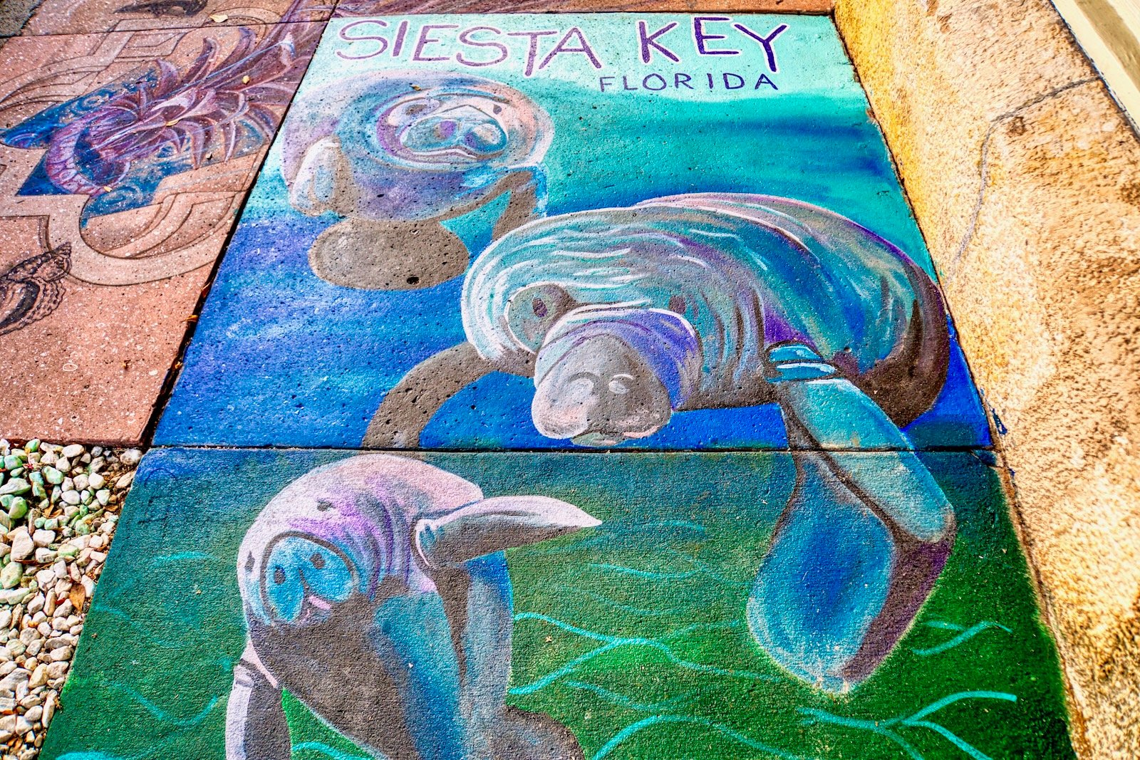 manatees appear in Sarasota sidewalk art