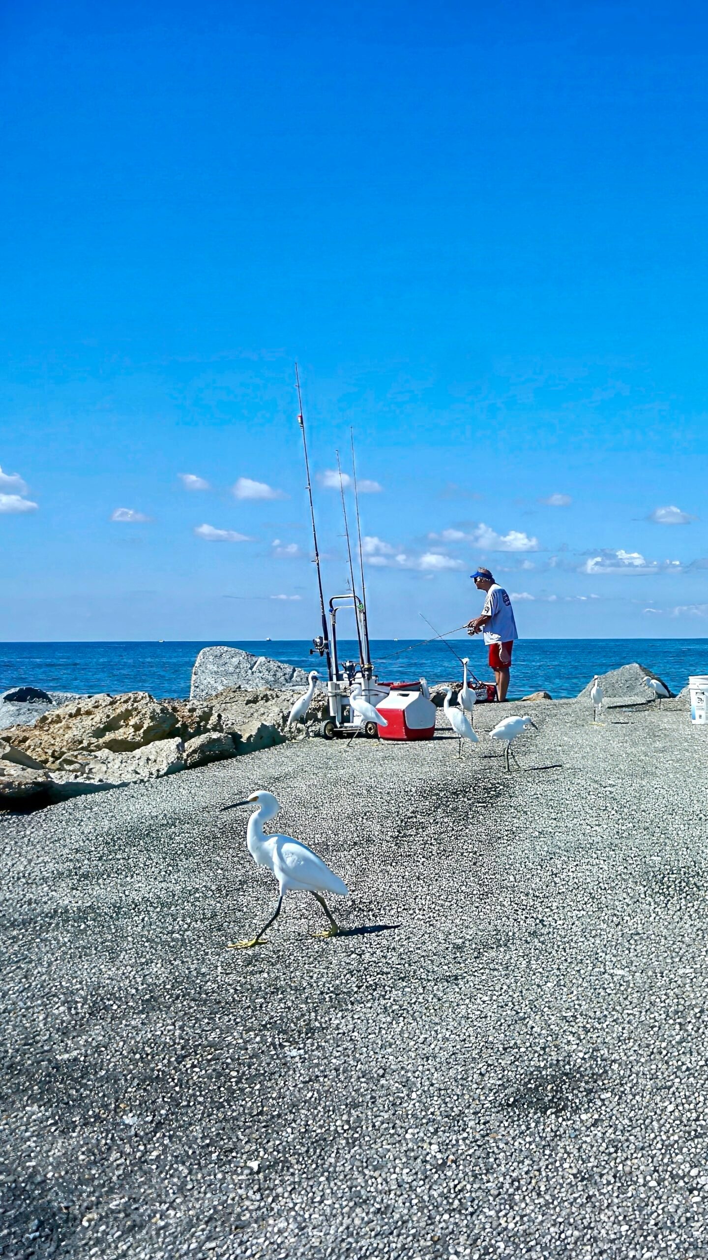 egrets, seagulls, skimmers & pelicans go where the food is