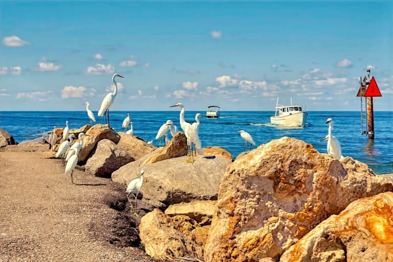 tropical birds flock to the Venice Jetties