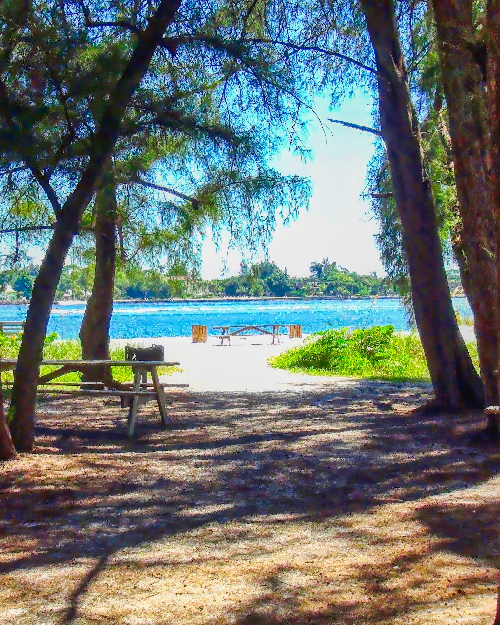 South Lido Beach Florida through the Australian pines