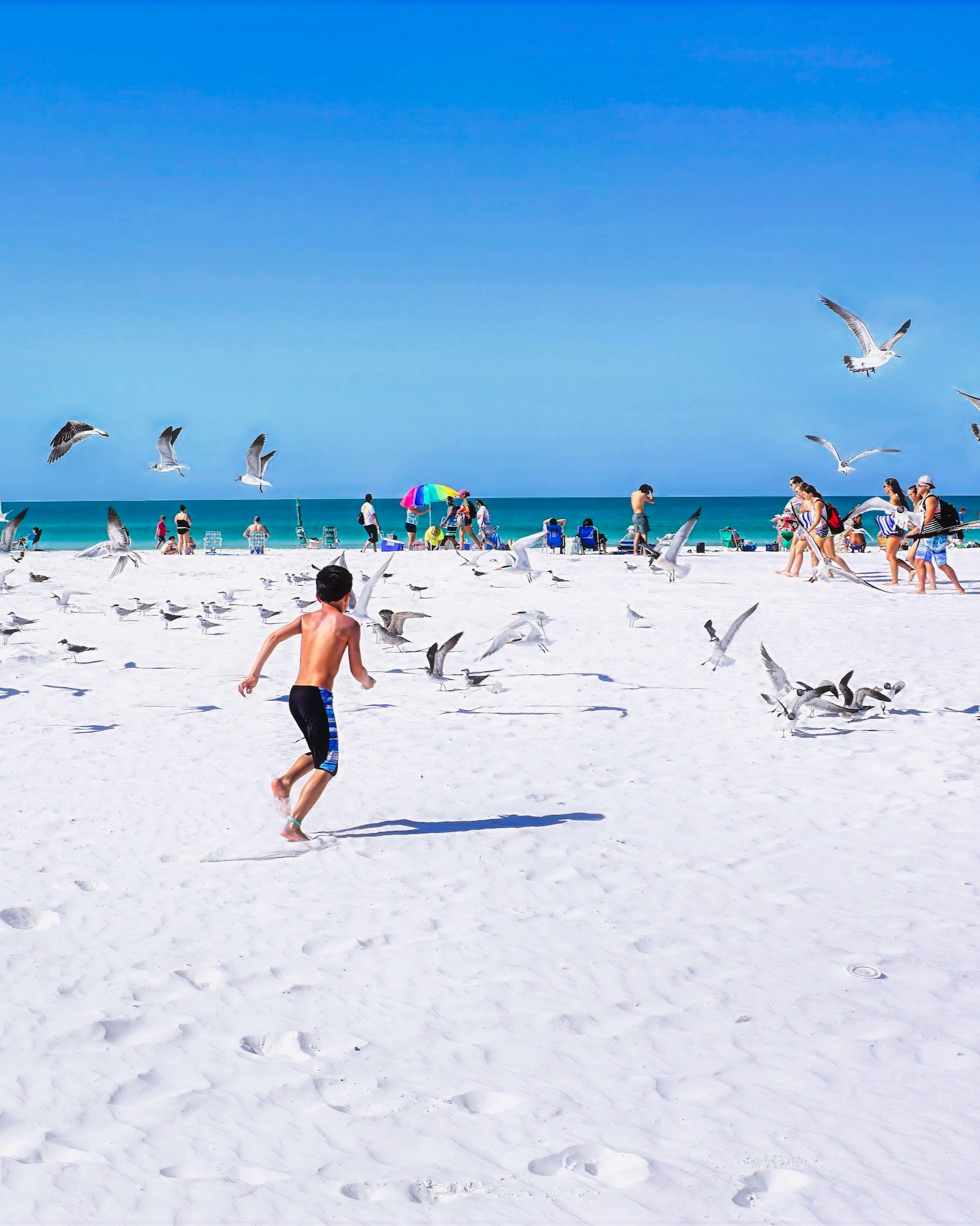 young boy chasing the shorebirds reminds us to share the Shore: Protect Sea Turtles and Shorebirds