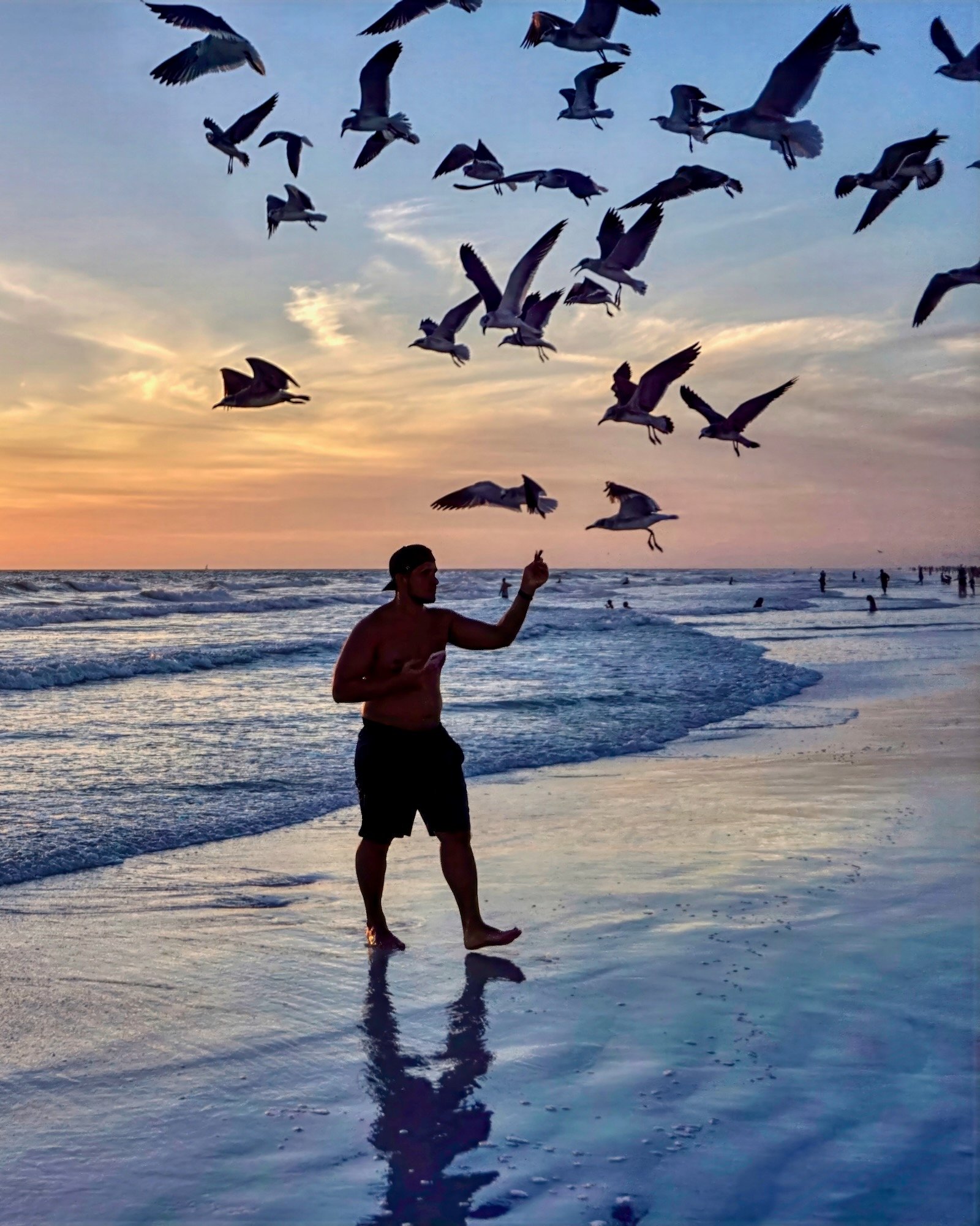 man feeding shorebirds at sunset at Siesta Beach