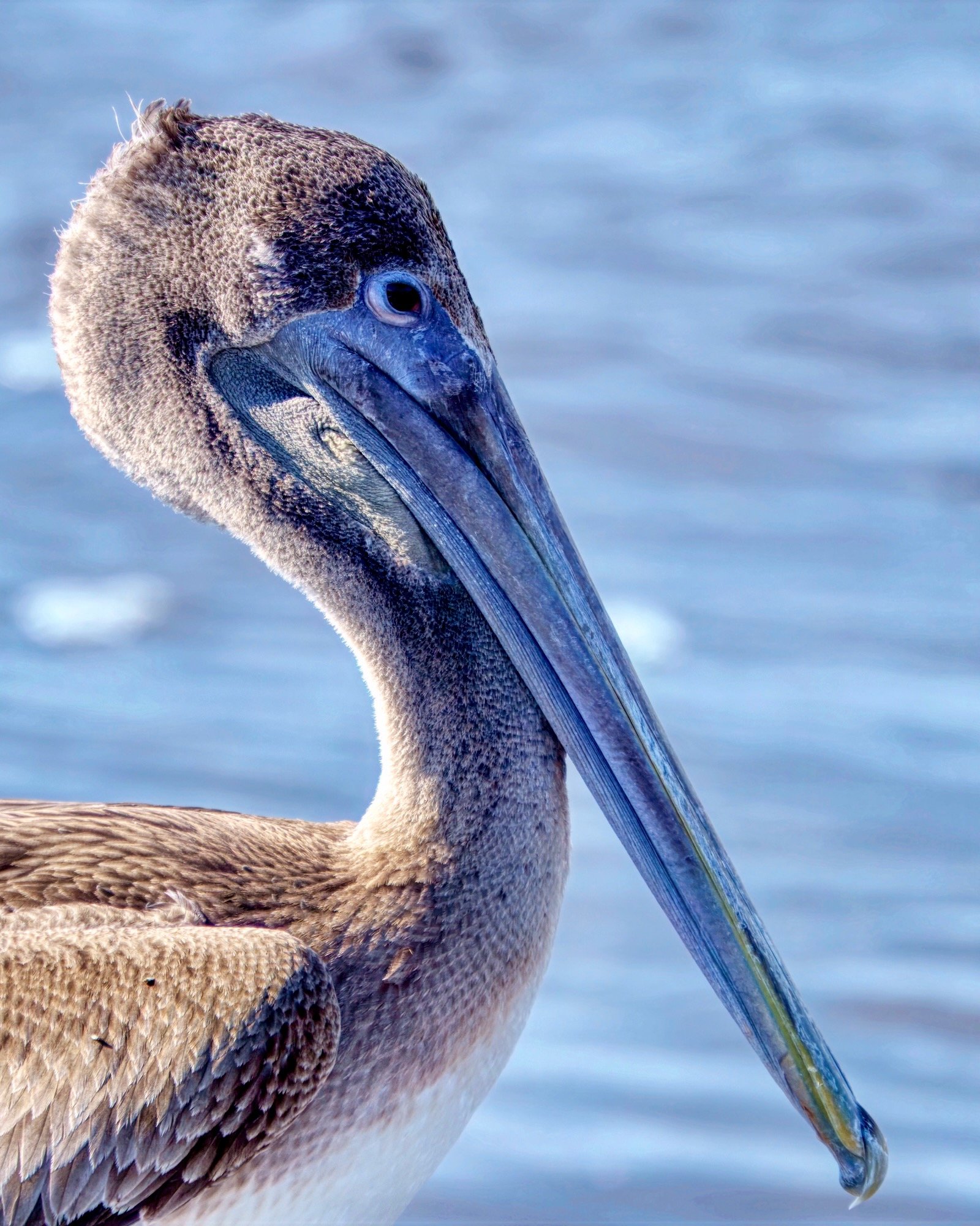 pelican poses while perched on boulders at the Venice Jetties
