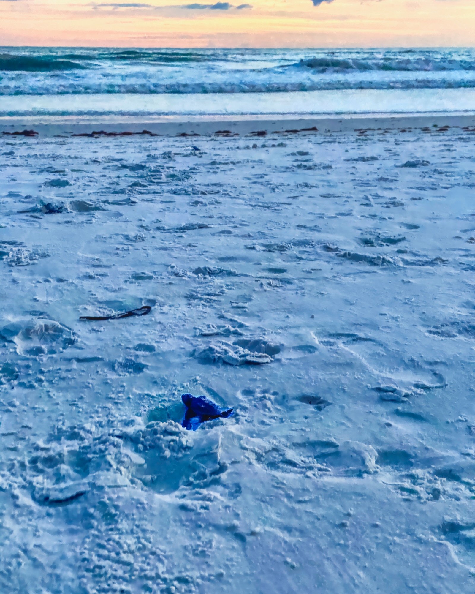 baby turtles hatching and scurrying to the Gulf