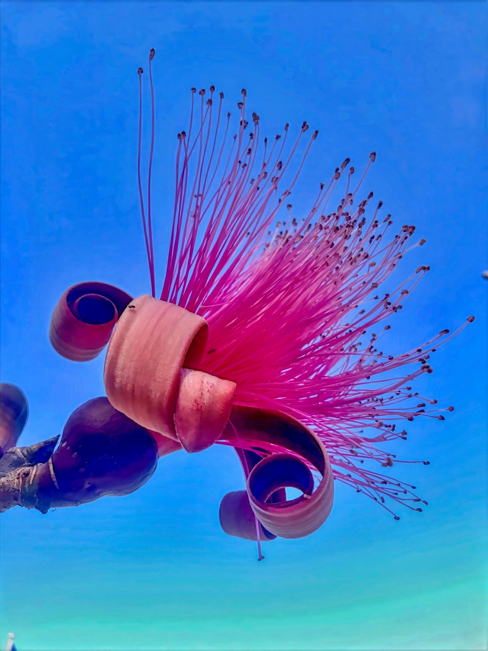 Shaving Brush Tree @ The Ringling