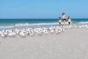 Share the Shore Protect Sea Turtles Shorebirds on Sarasota’s beaches