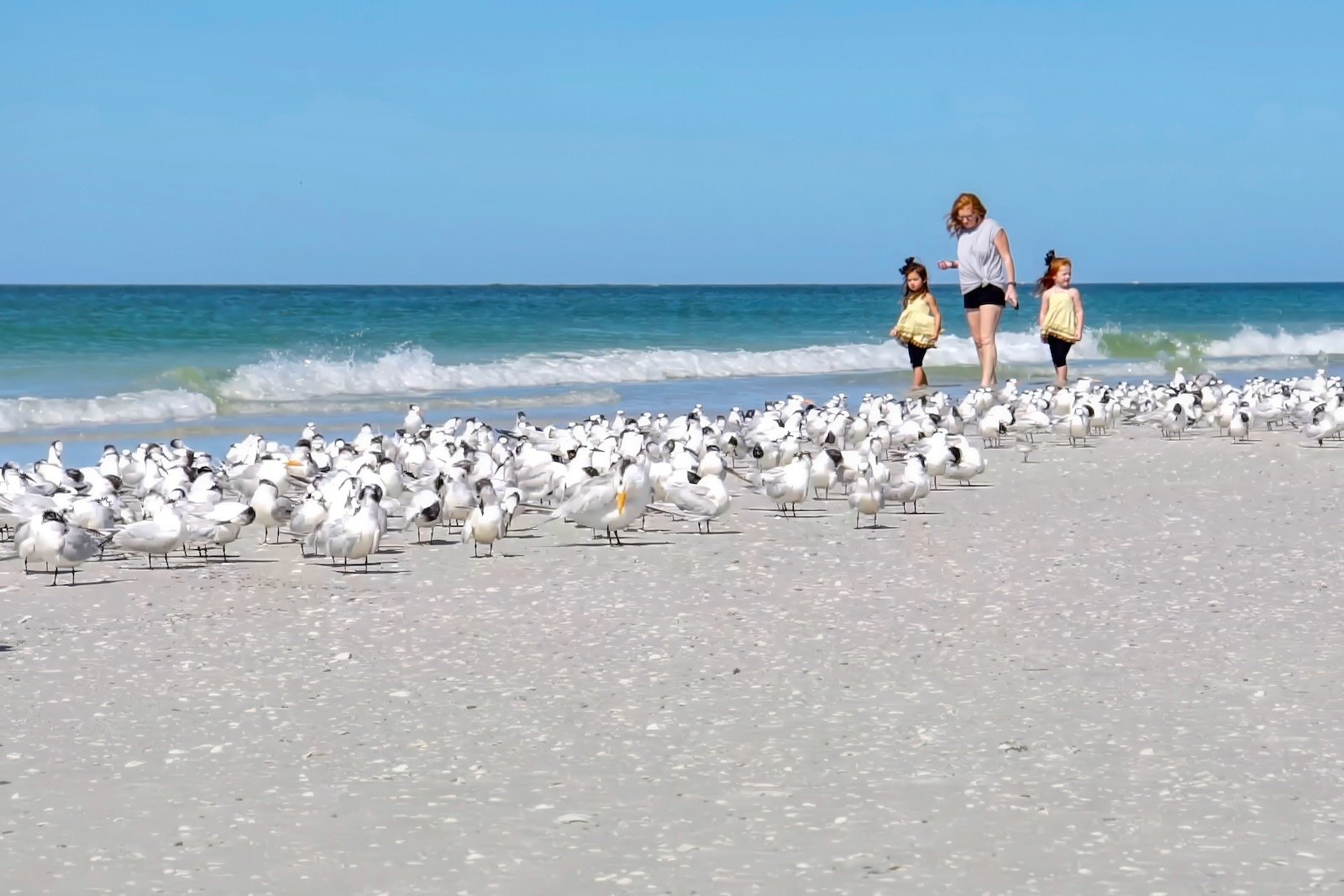 Share the Shore Protect Sea Turtles Shorebirds on Sarasota’s beaches