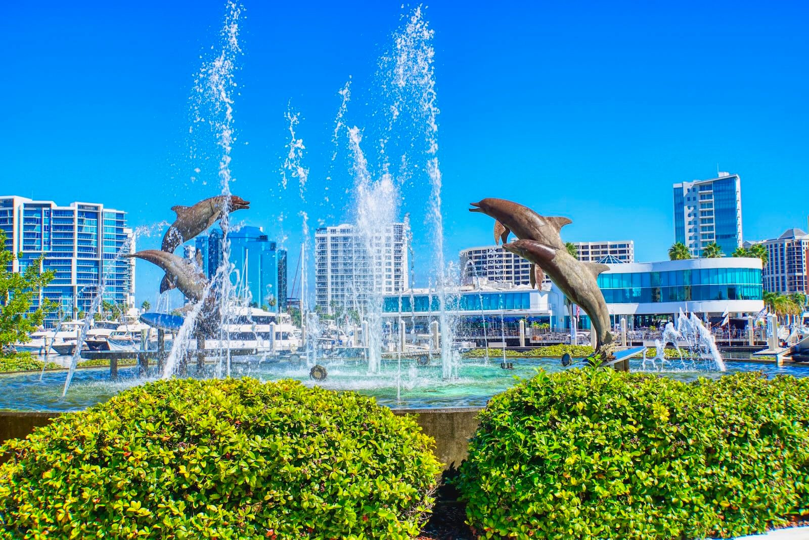 dolphins at Bayfront Park Sarasota