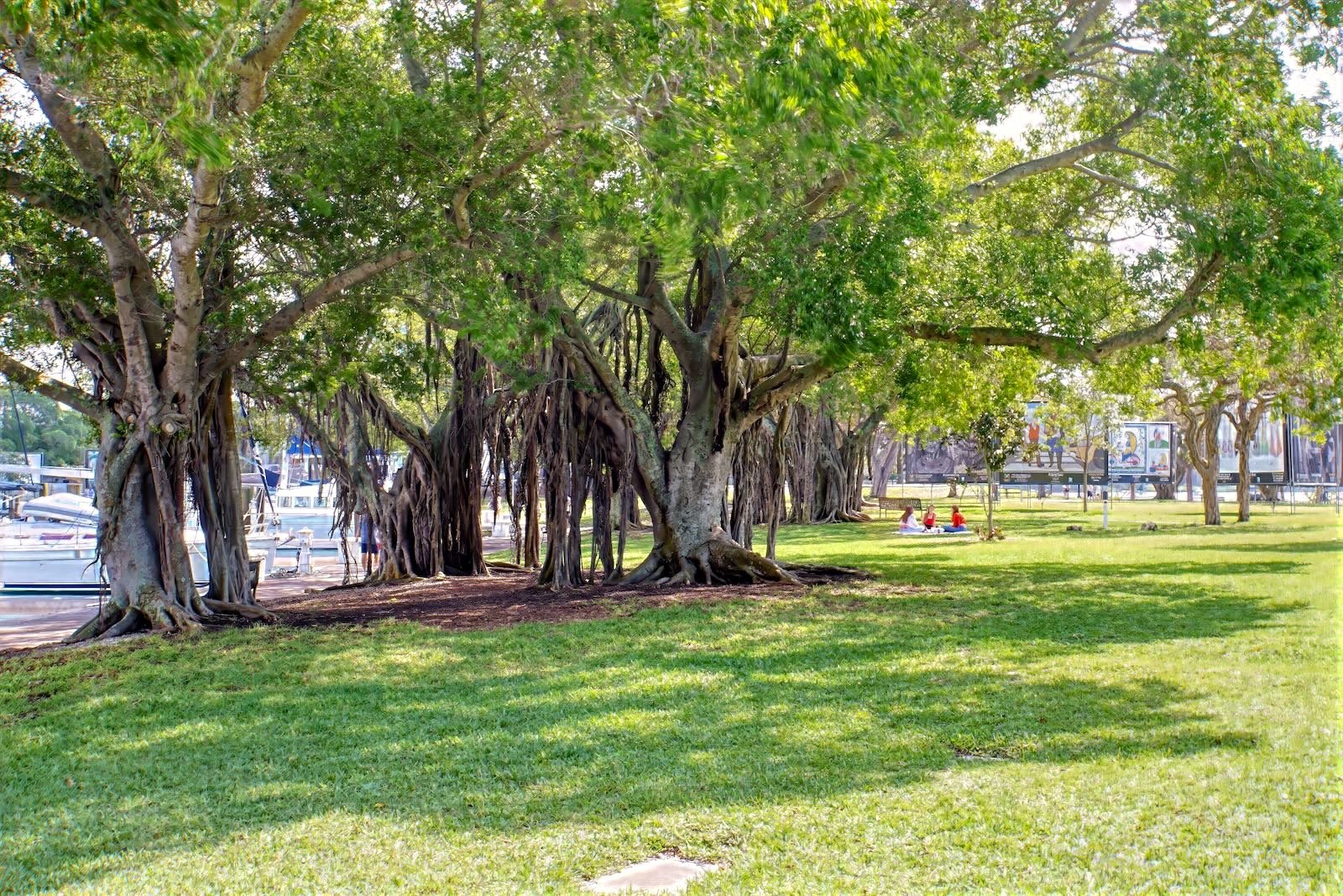 Banyan trees at the Bayfront Park Sarasota