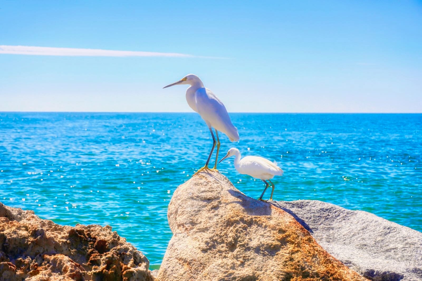 egrets at the Jetties, Venice Island Florida
