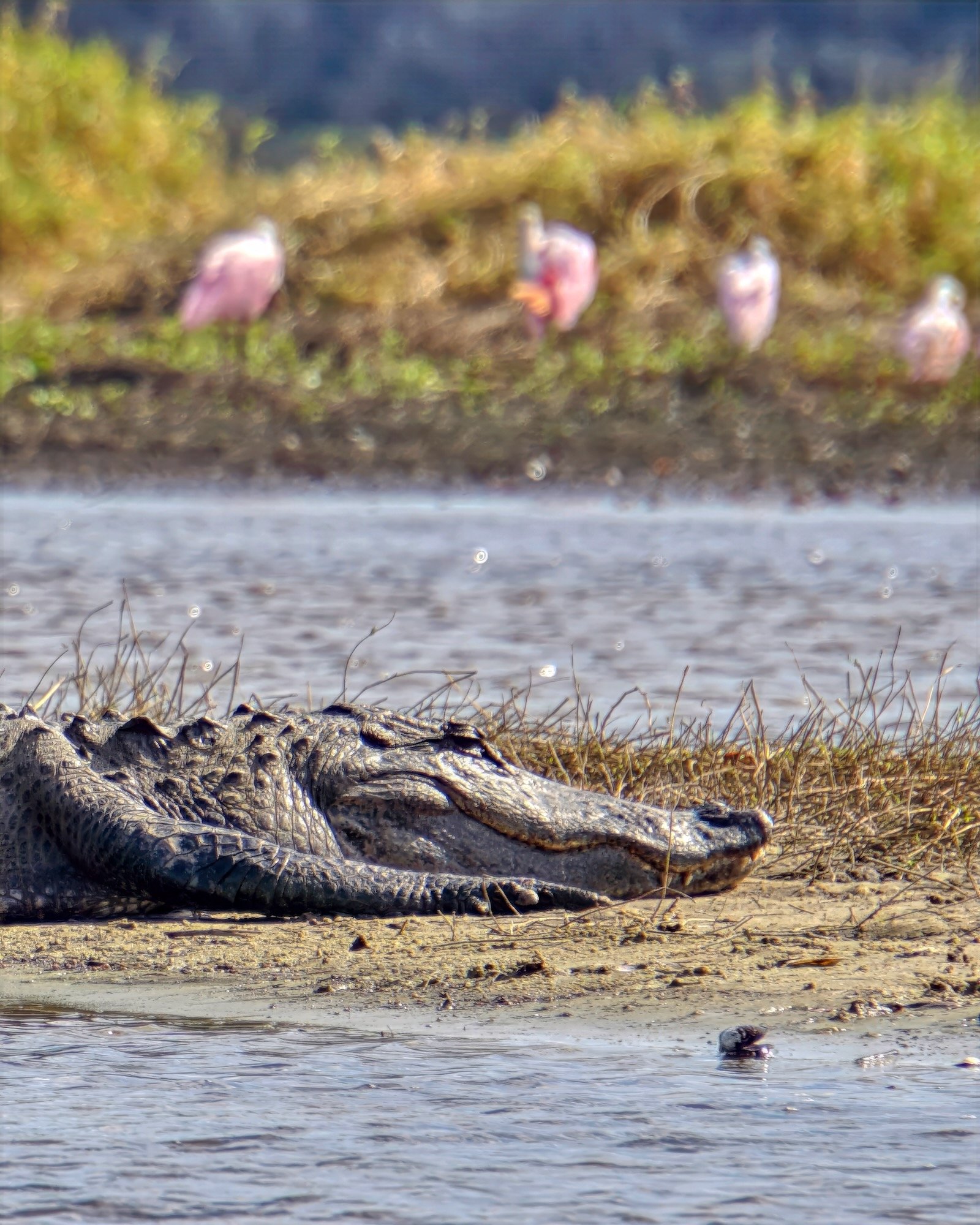 Spoonbill roseates and alligators at Deep Hole in myakka river state park