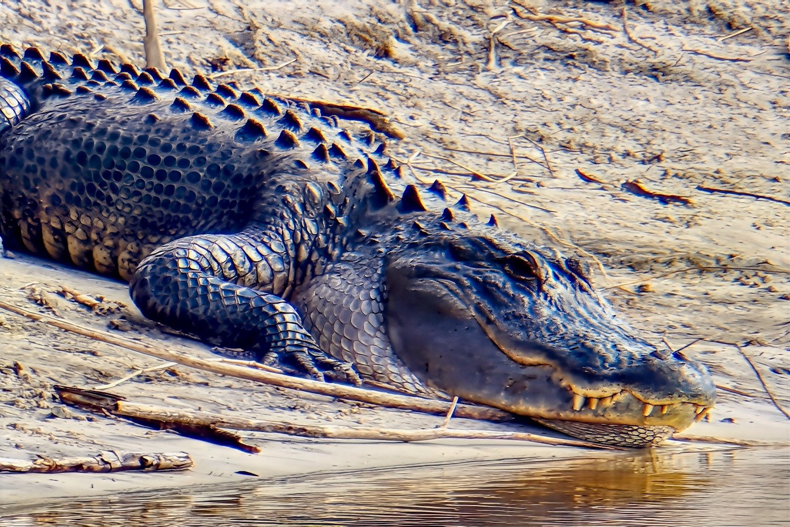 monster-sized alligator at myakka river state park