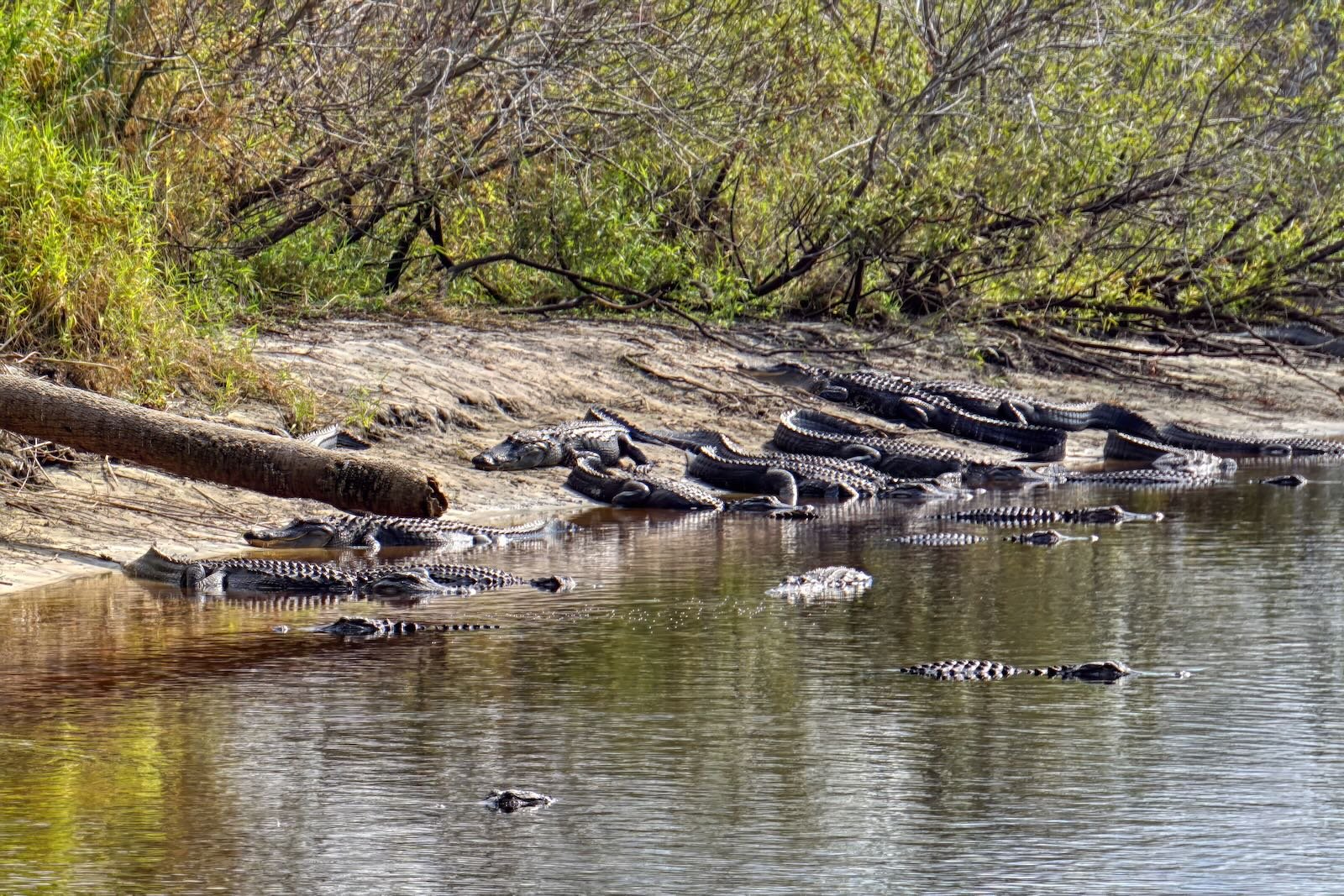 Alligators in the wild at Myakka River State Park - fun activities for kids in Sarasota