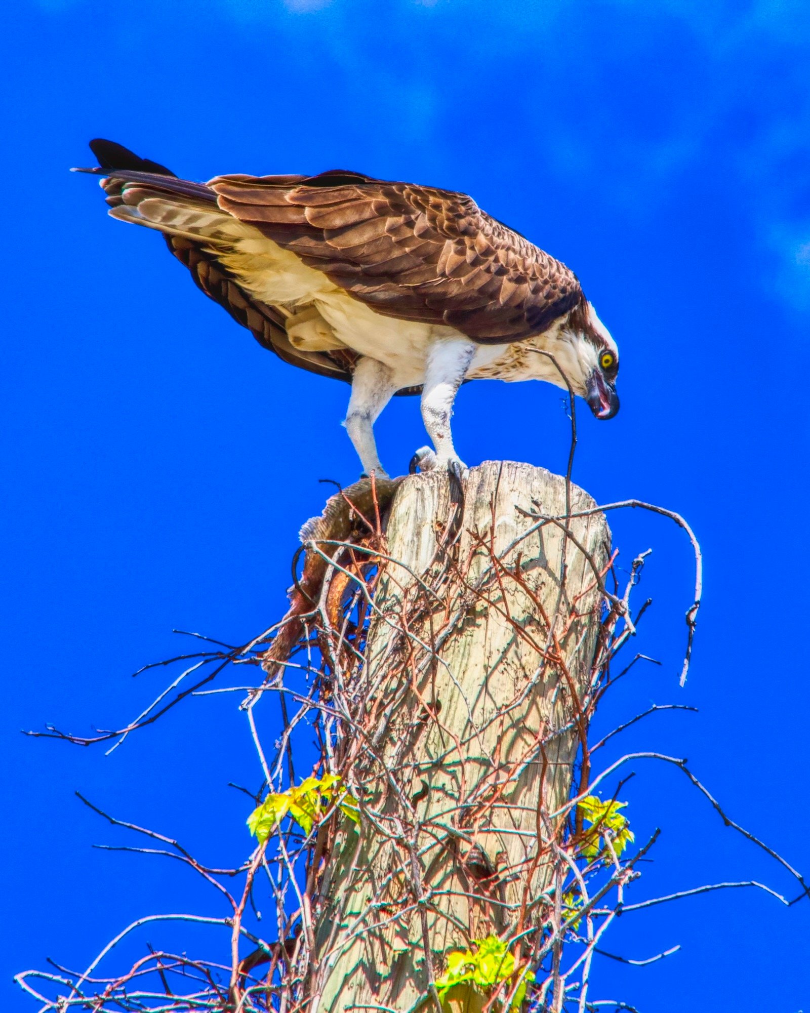 osprey perks atop a dead tree at Oscar Scherer State Park & Campground
