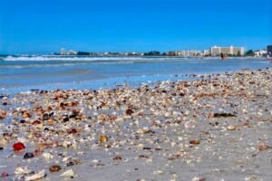 Free Things to Do at Sarasota Beaches - shelling at Siesta