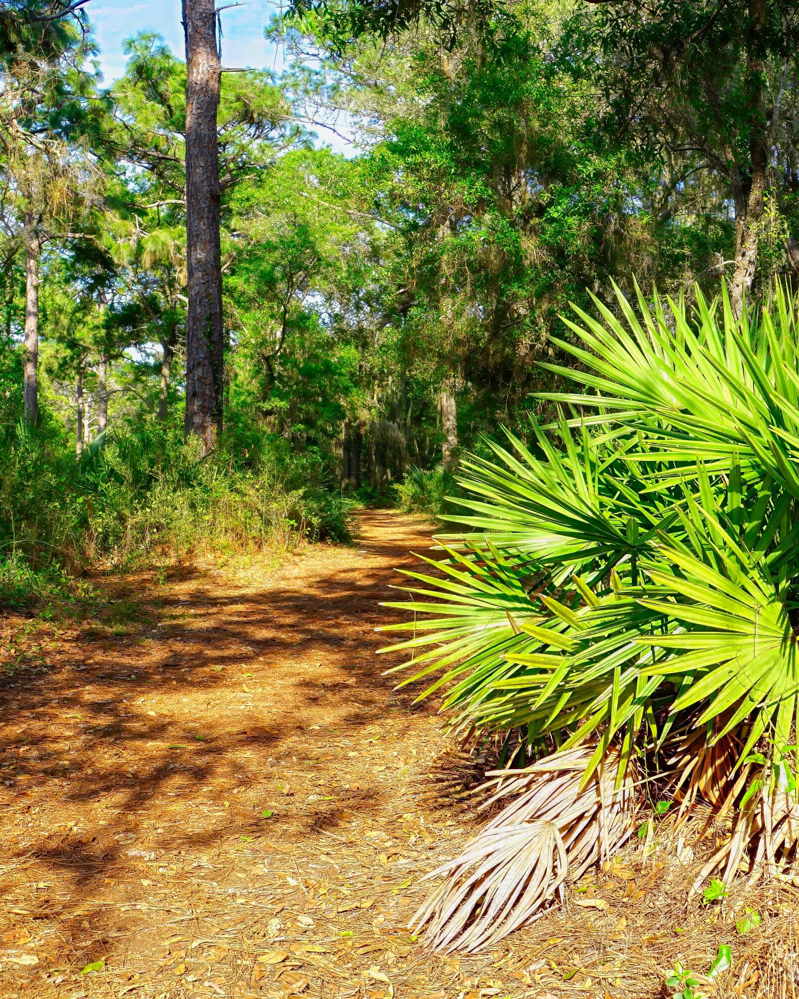 Nature trails lined with pine needles wind through Urfer Park Sarasota