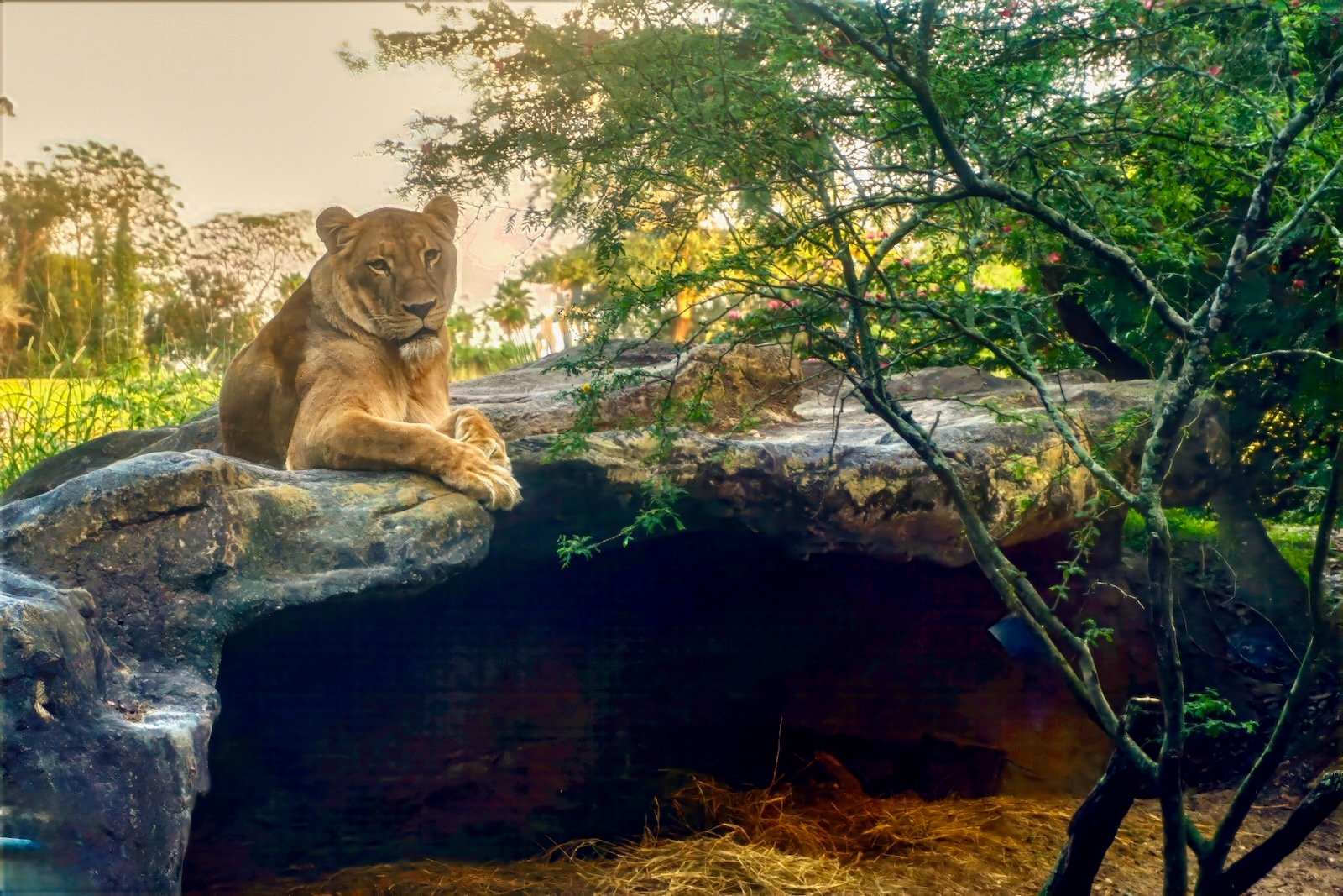 Big Cat Habitat is next door to Celery Fields Sarasota