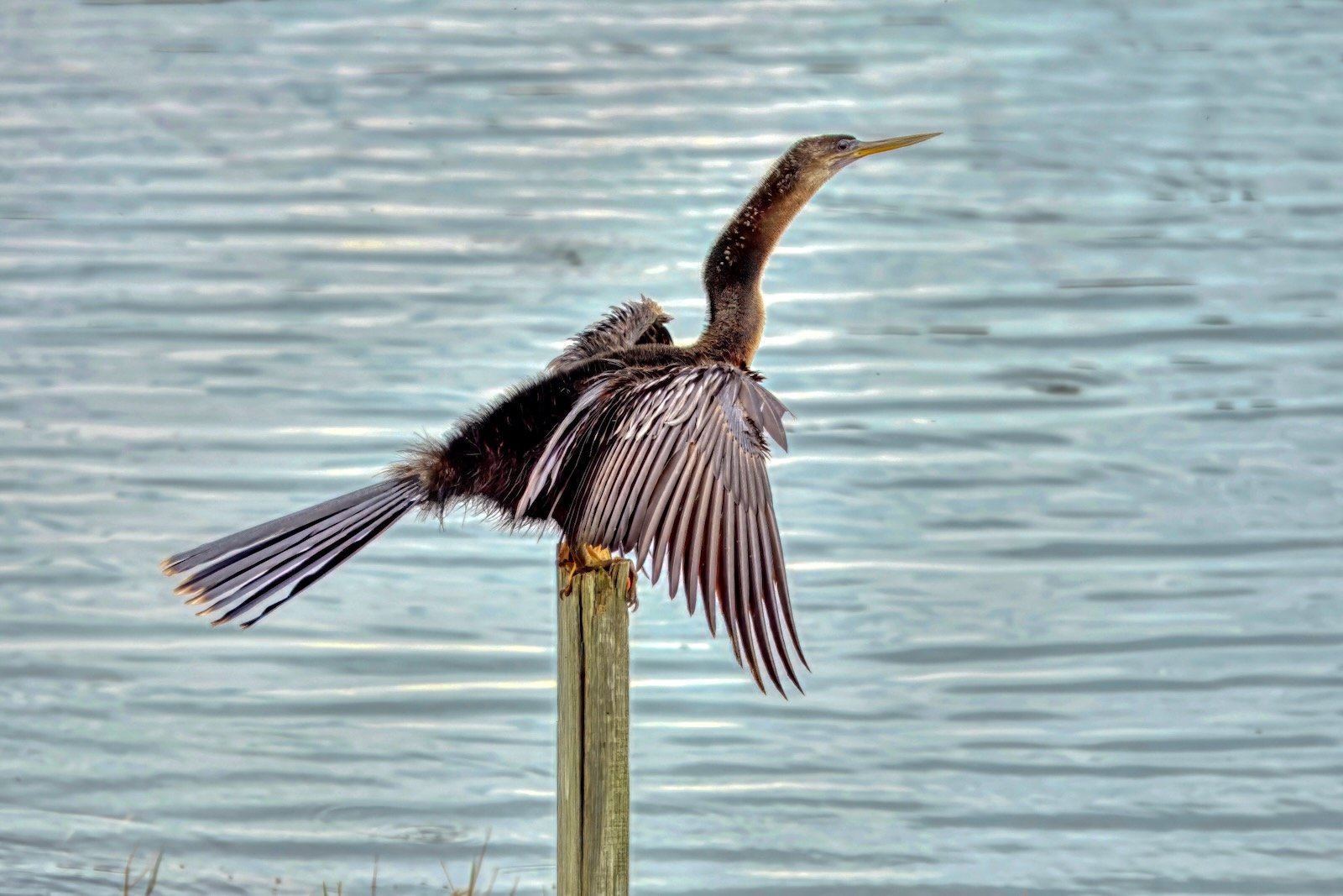 anhinga at Ted Sperling Park at South Lido Beach Nature Park