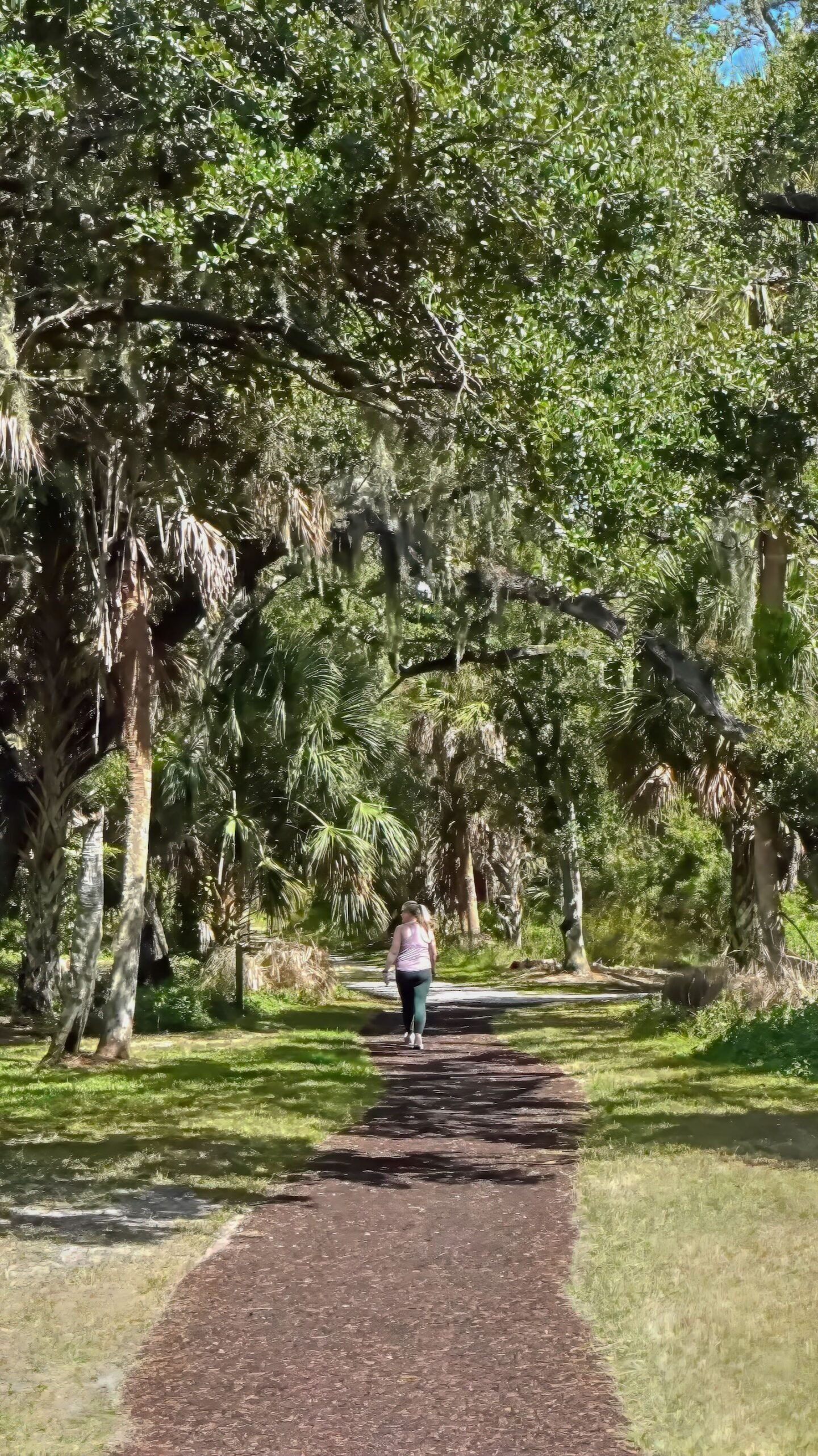 massive, sprawling oaks create a canopy at Red Bug Slough Preserve Sarasota
