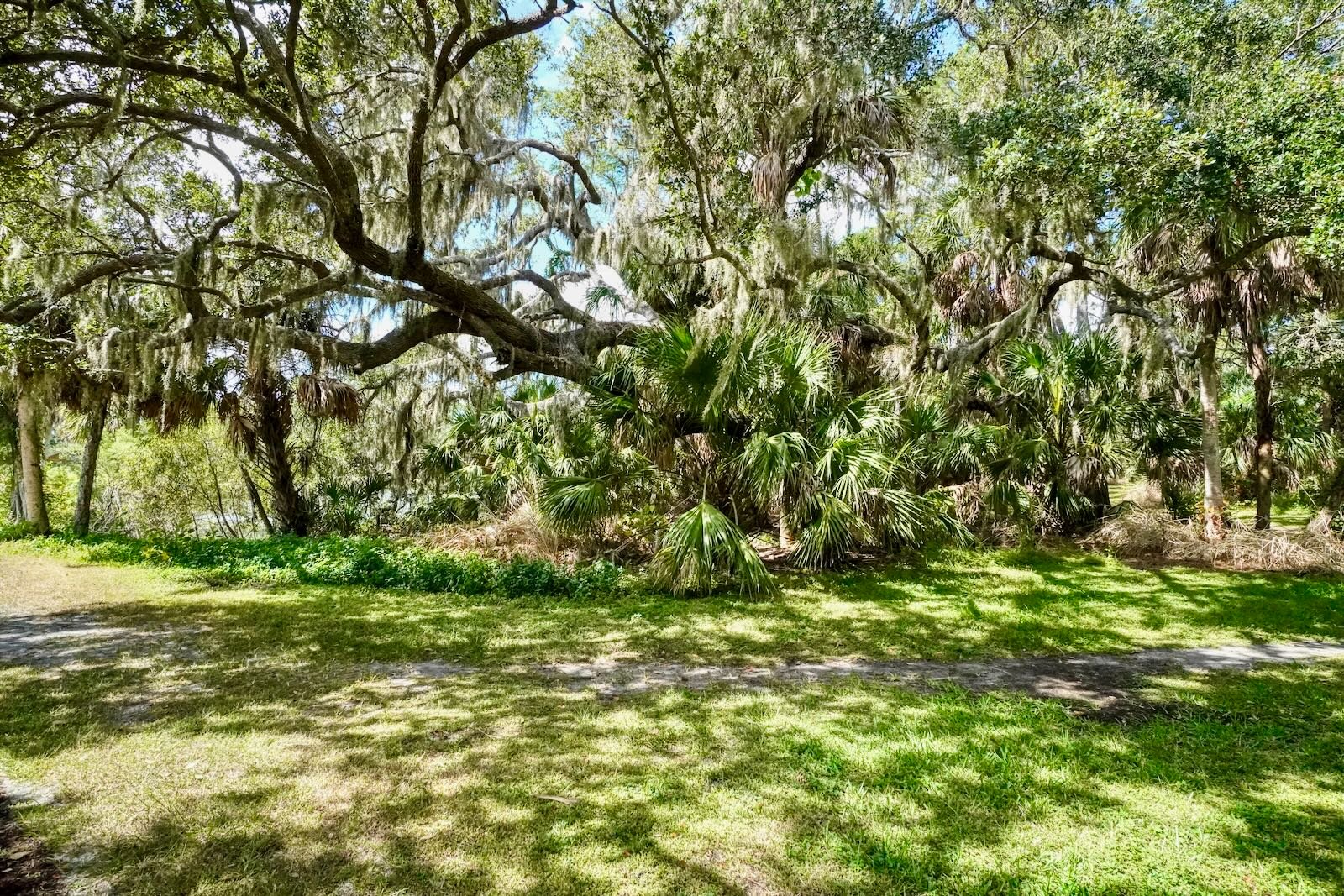 massive oaks spread to create a canopy at Red Bug Slough Preserve Sarasota