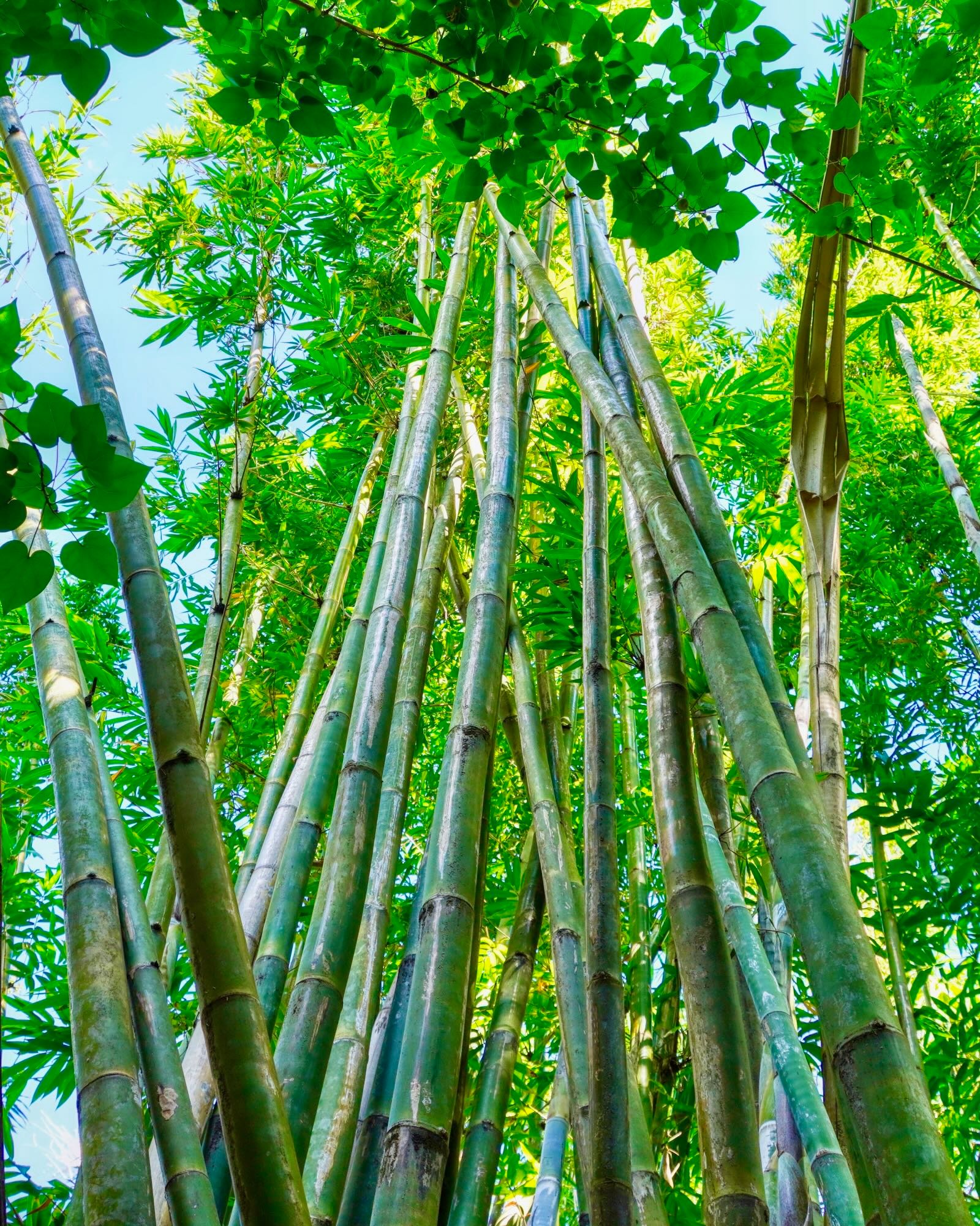 towering bamboo creaks in the breeze at The Children’s Garden Sarasota