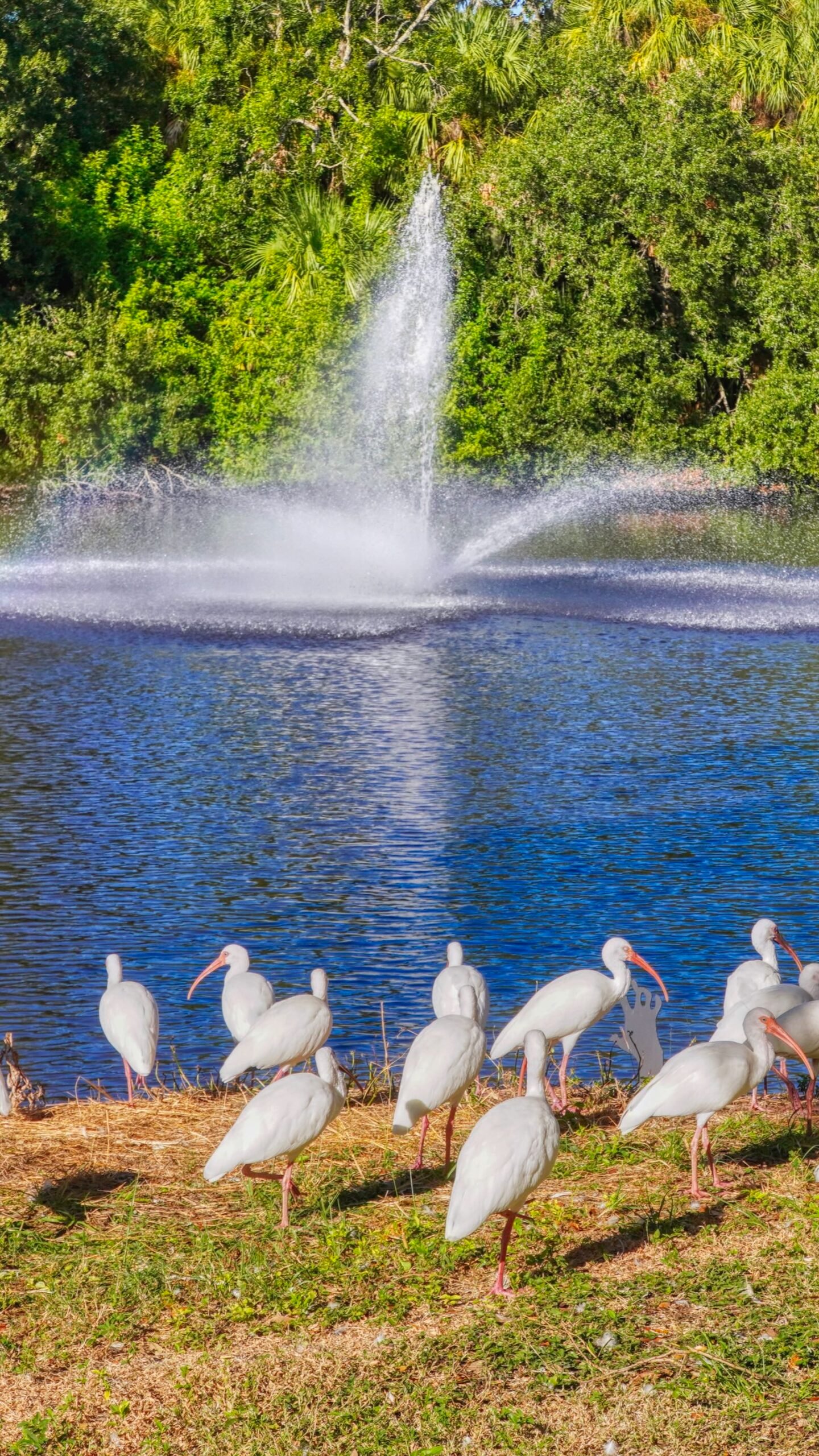 lake with ibises & turtles at Arlington Park Sarasota