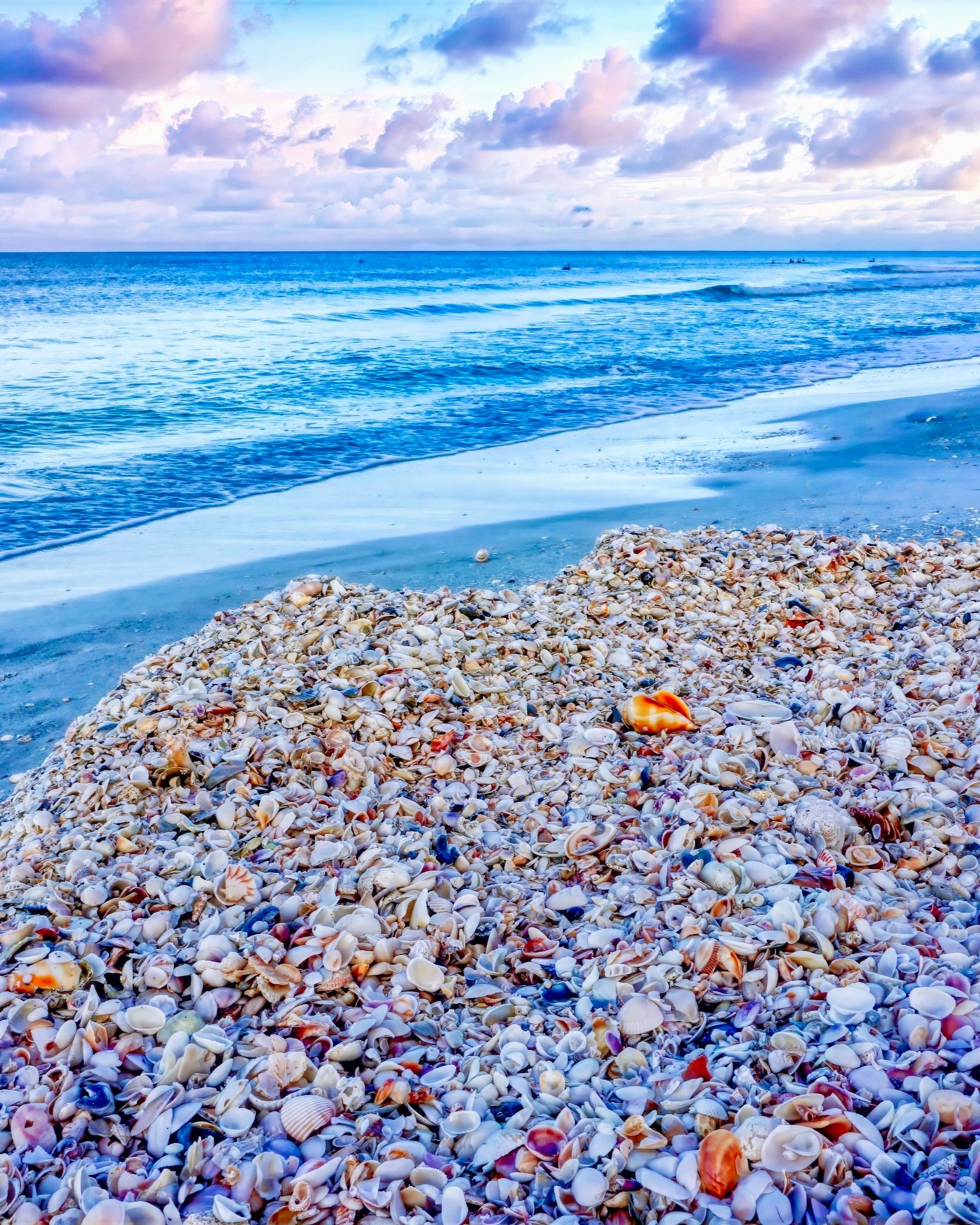 dredging Lido unveils massive shell cache - best time of year to visit Sarasota beaches