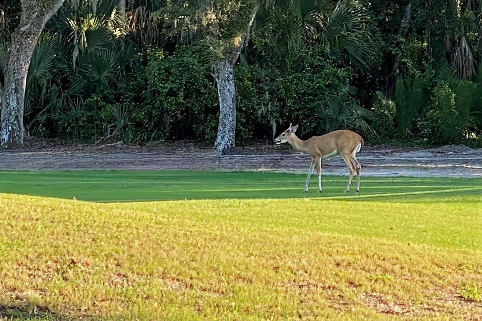 deer at Rothenbach Park Sarasota