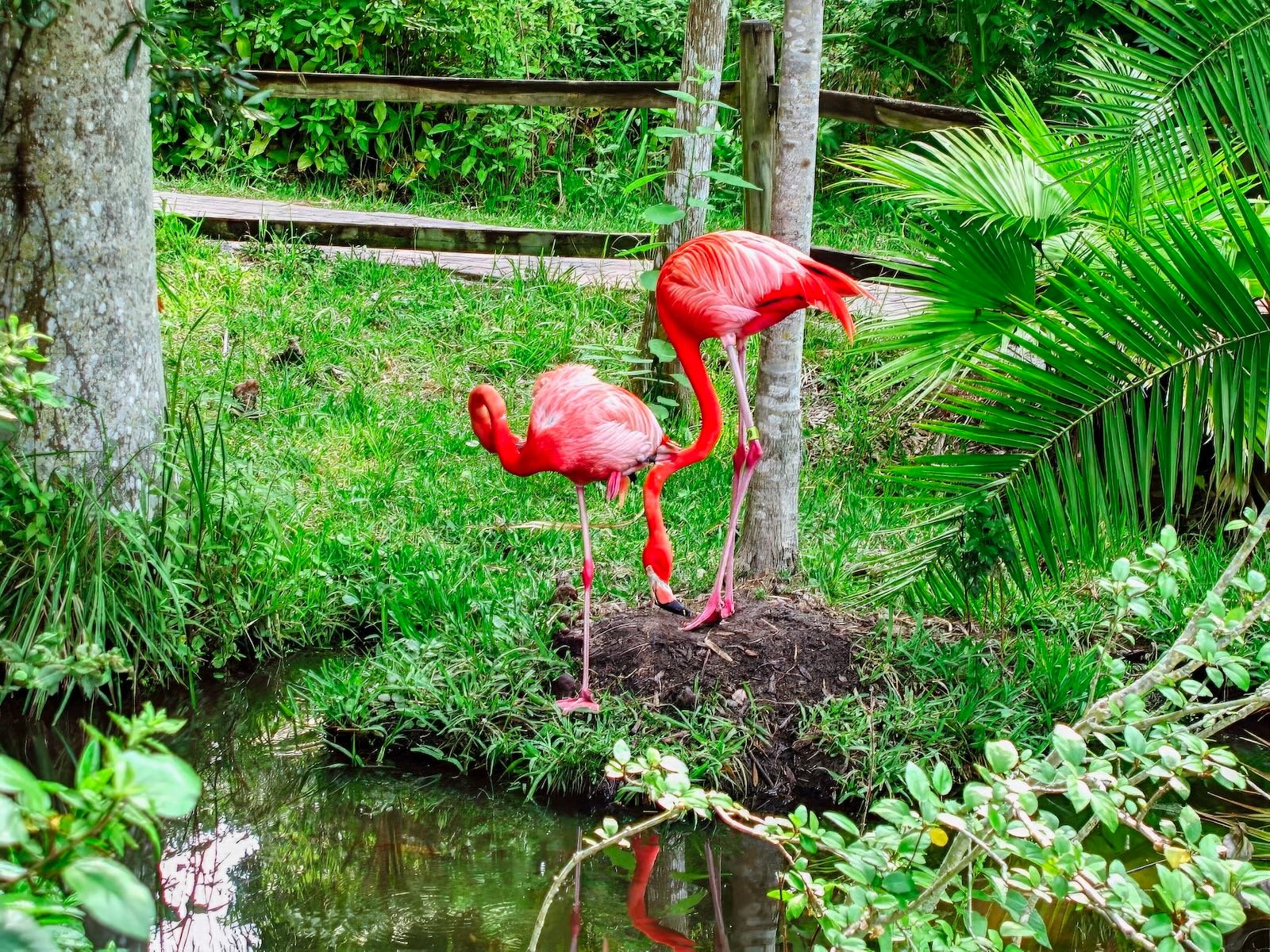 Jungle Gardens & flamingoes - fun activities for kids in Sarasota