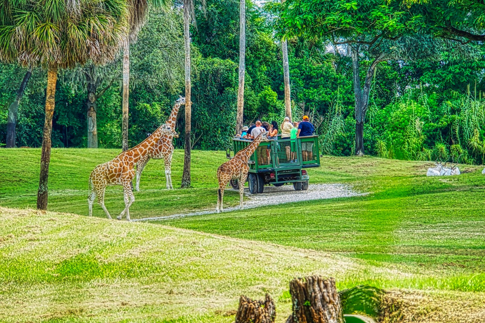 Busch Gardens Tampa