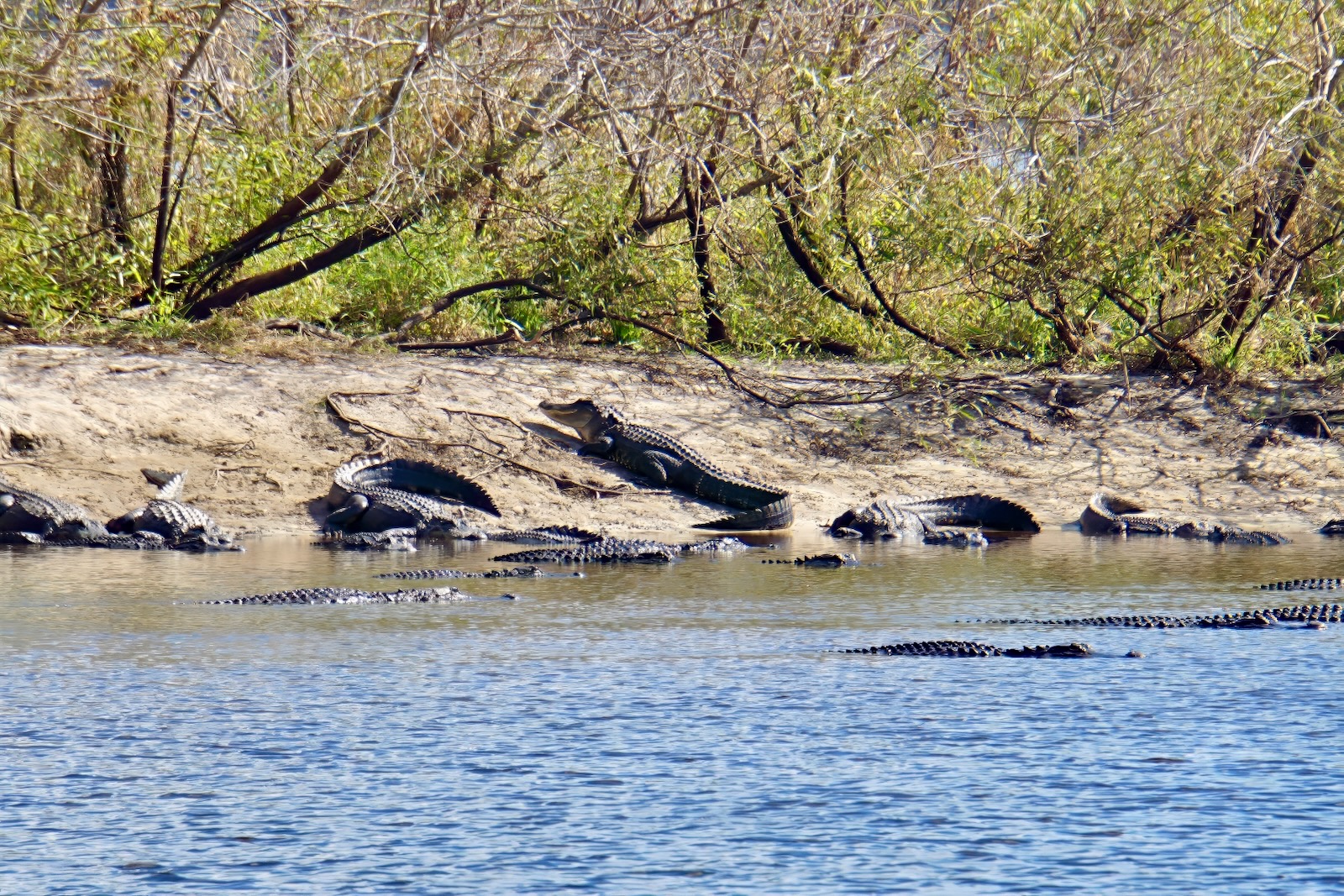 myakka river state park alligators line the shore at deep hole